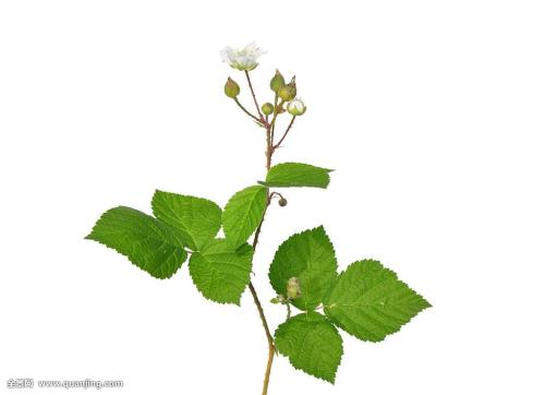 ECMO졢5GӦáҹͶЩҵ